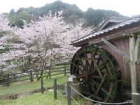 桜と水車