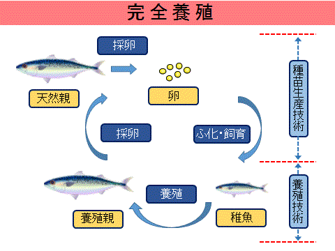 完全養殖の説明図