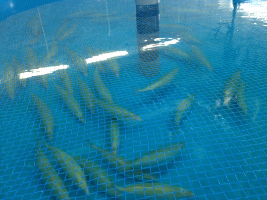 屋内水槽で泳ぐマサバの親魚