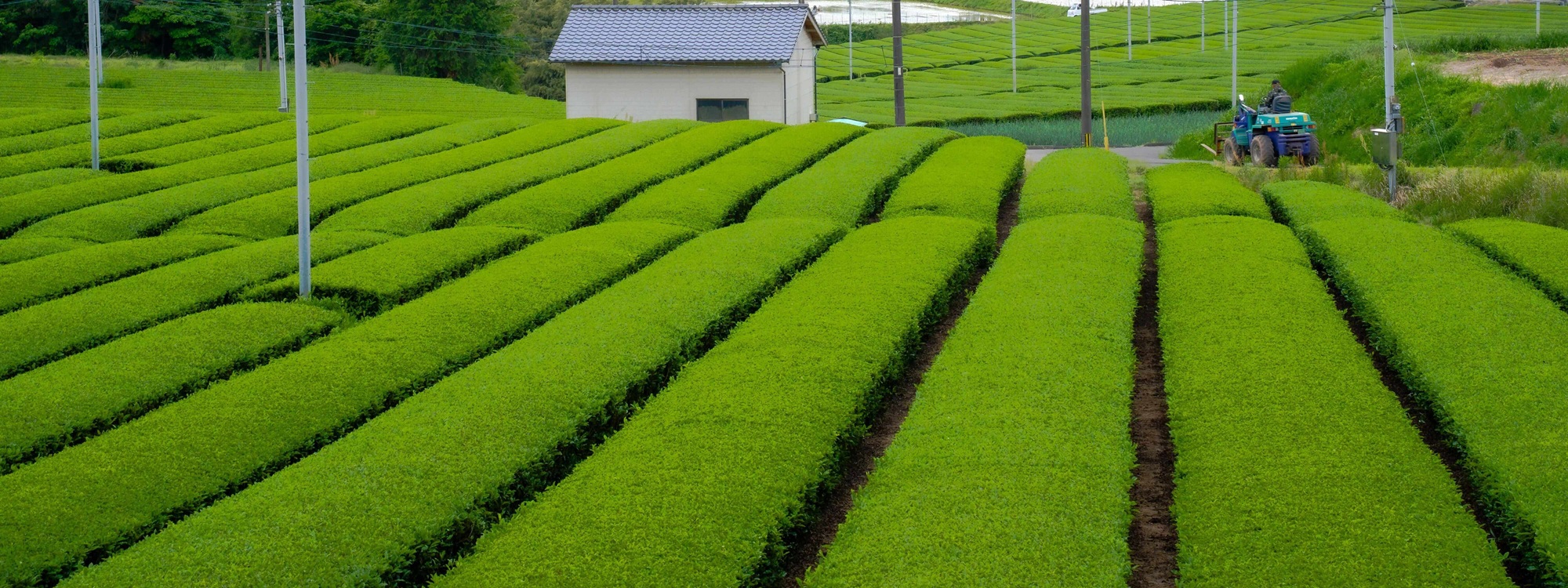 唐津のお茶畑