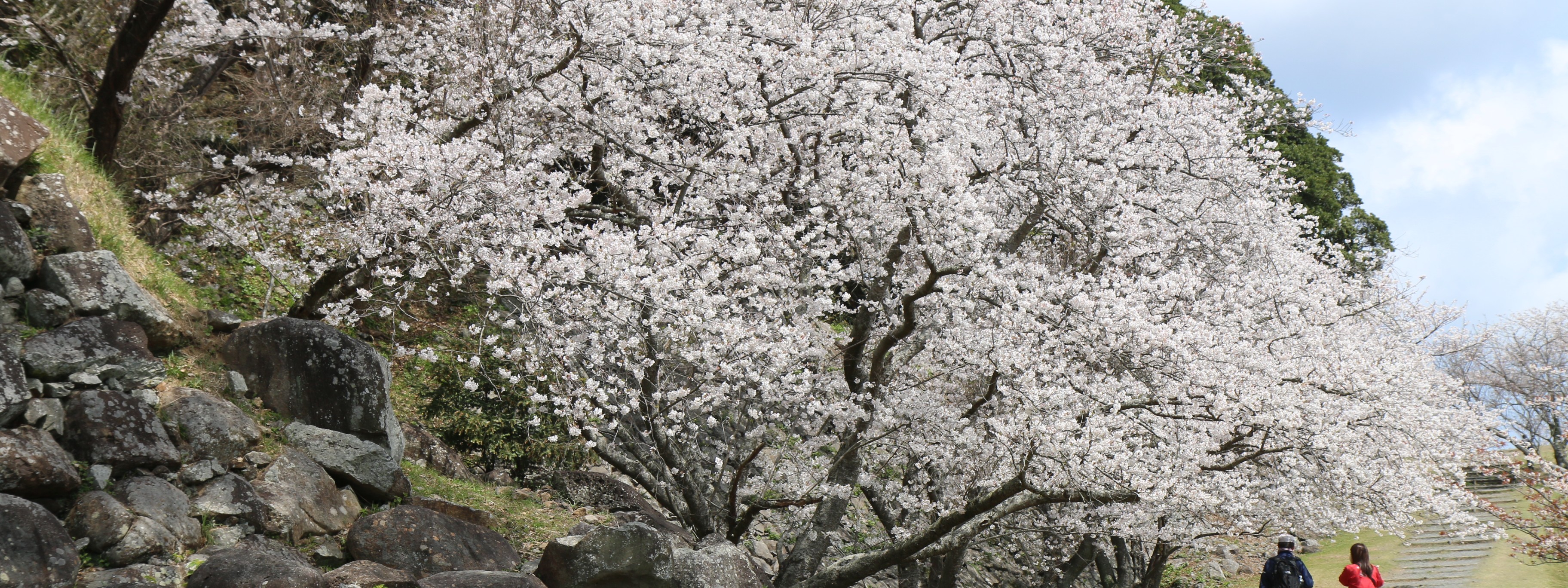 肥前名護屋城跡の桜