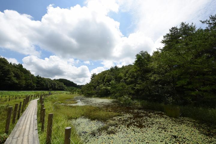 樫原湿原の風景