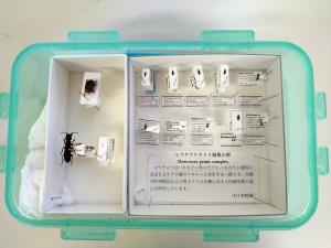 講師が作成された標本の展示も行われましたの画像