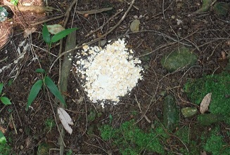 経口ワクチン散布の様子