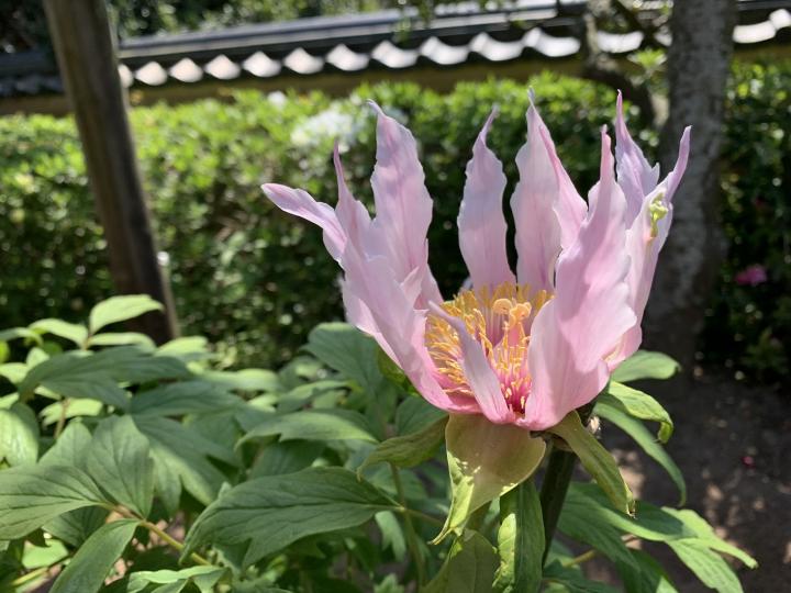 ぼたんの画像4