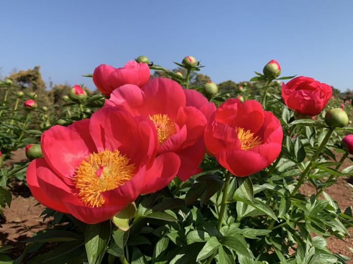 芍薬の画像1