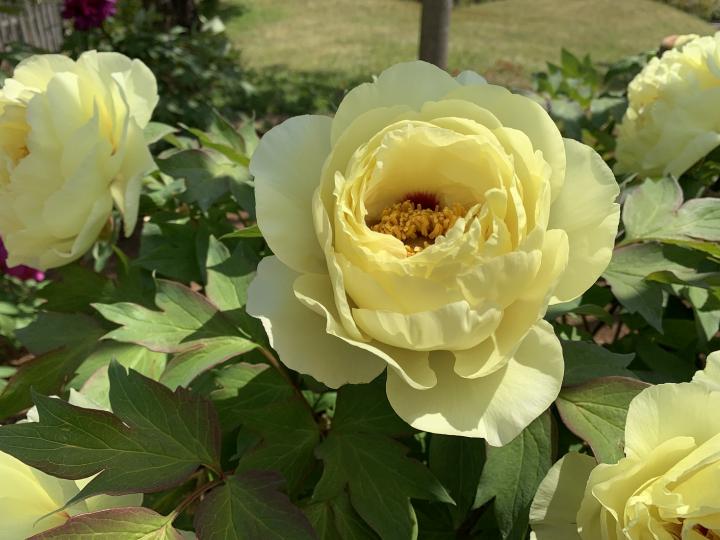 芍薬の画像2