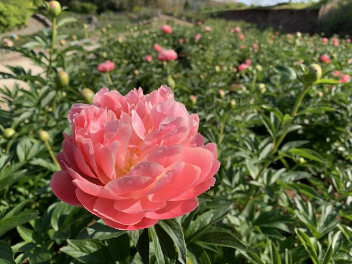 芍薬の画像3