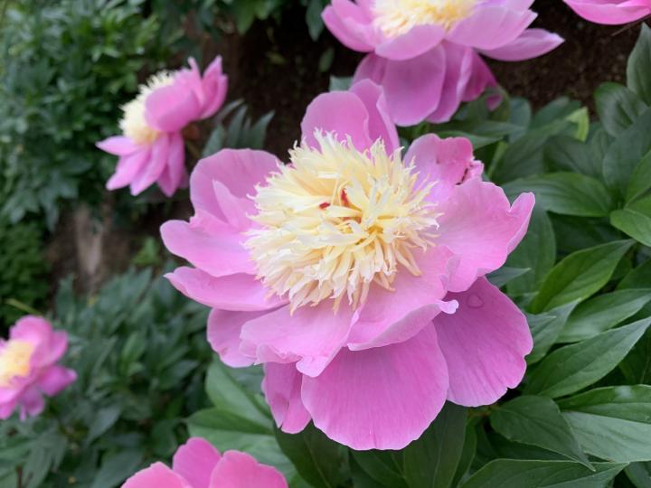芍薬の画像4