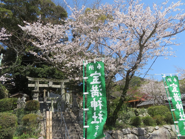 さくら