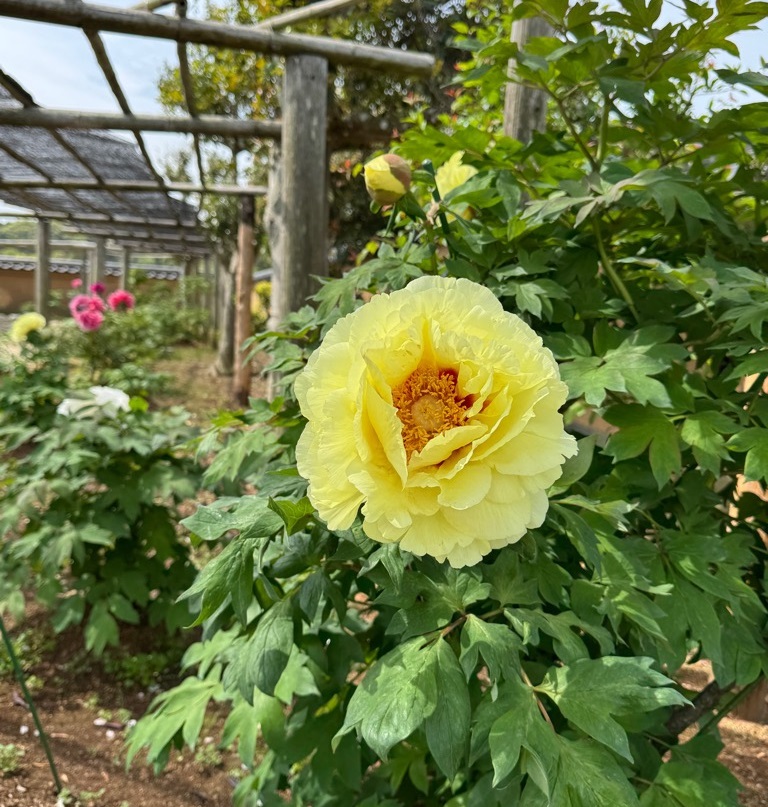 ぼたんの花