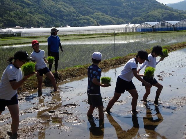 田植え写真