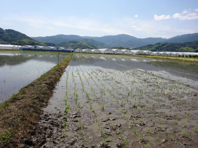 田植え後の写真