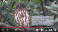 野鳥