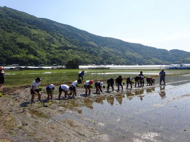 田植え画像