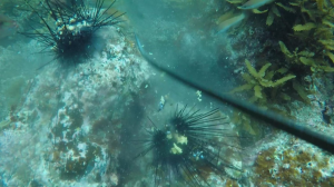 ウニ駆除の様子