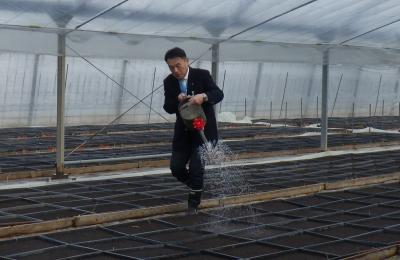 葉たばこの種まきをしている峰市長