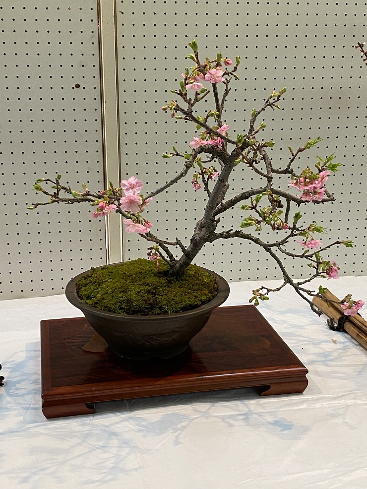 桜の盆栽