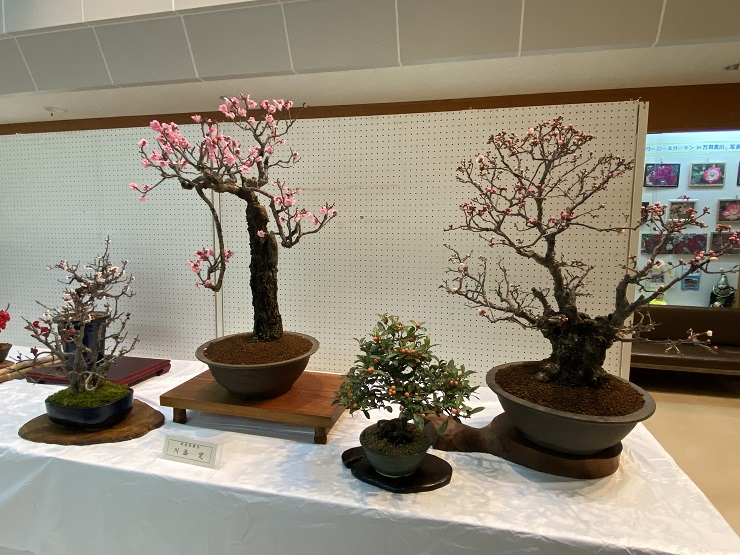 小さな実をつけるキンズの盆栽