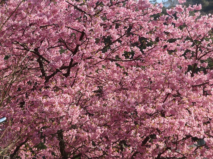 鮮やか見頃です