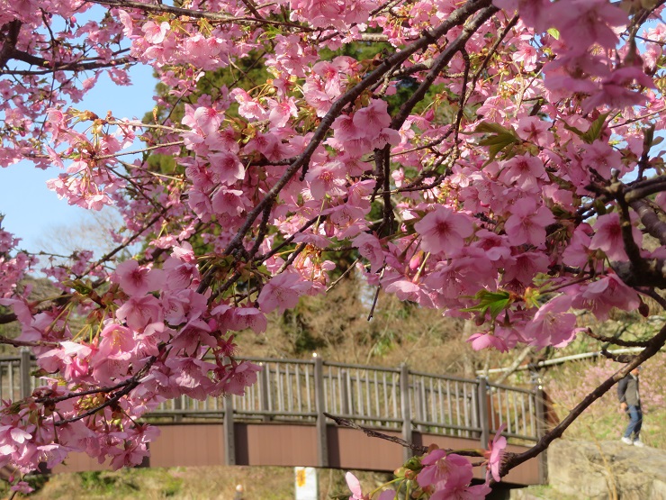 ほたる橋が見える眺め