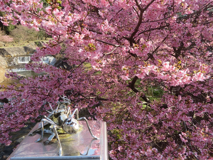 橋のオブジェとともに桜を眺める