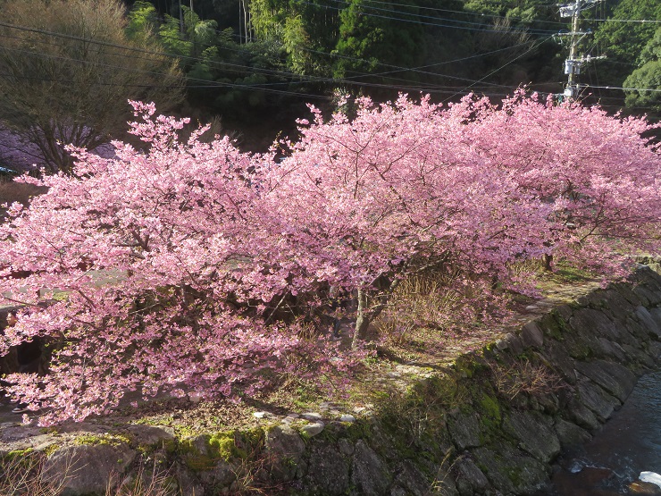 川岸の桜もきれい