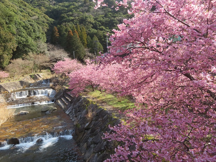 川の流れを見ながら桜を望む