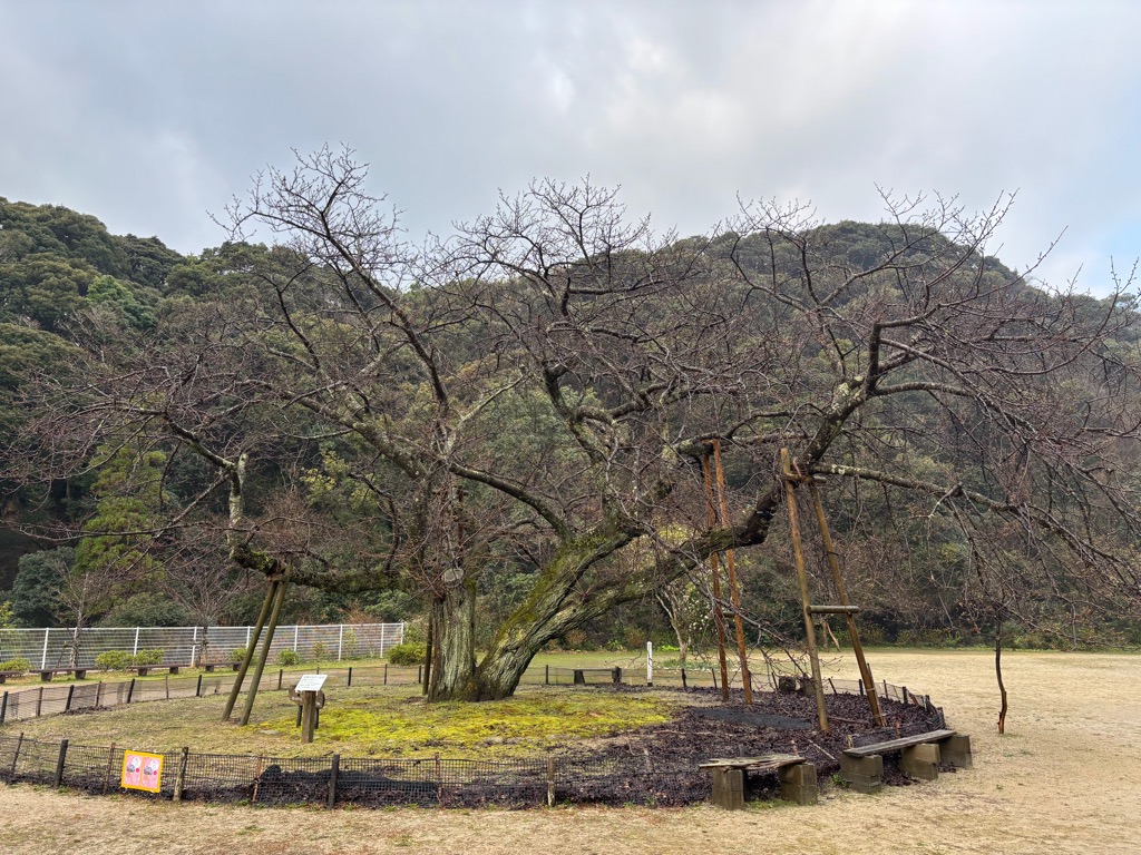 衣干山さくら公園の衣干百年桜（引きの写真）