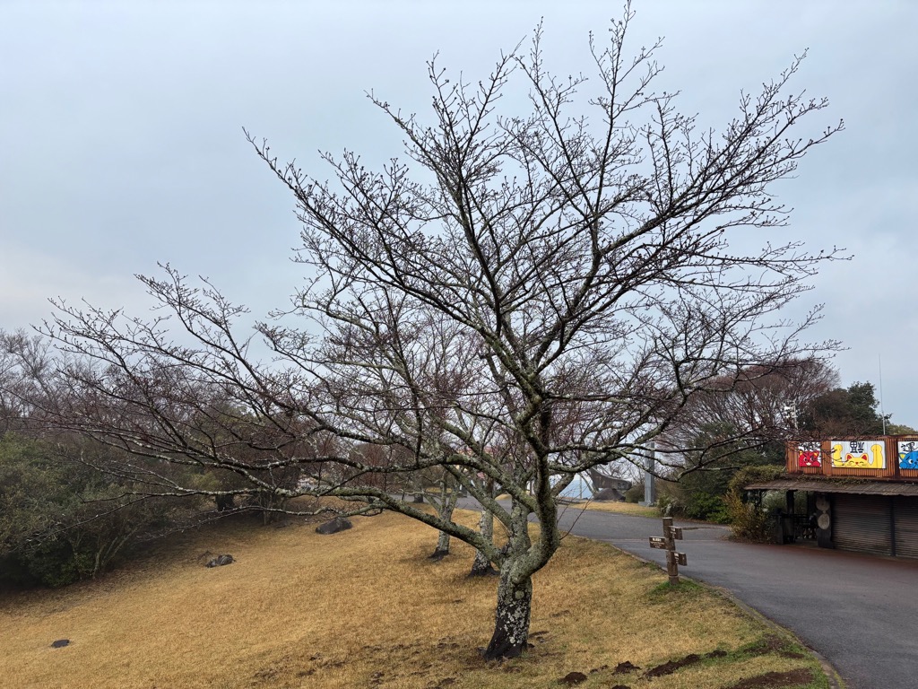 鏡山の桜（引きの写真）