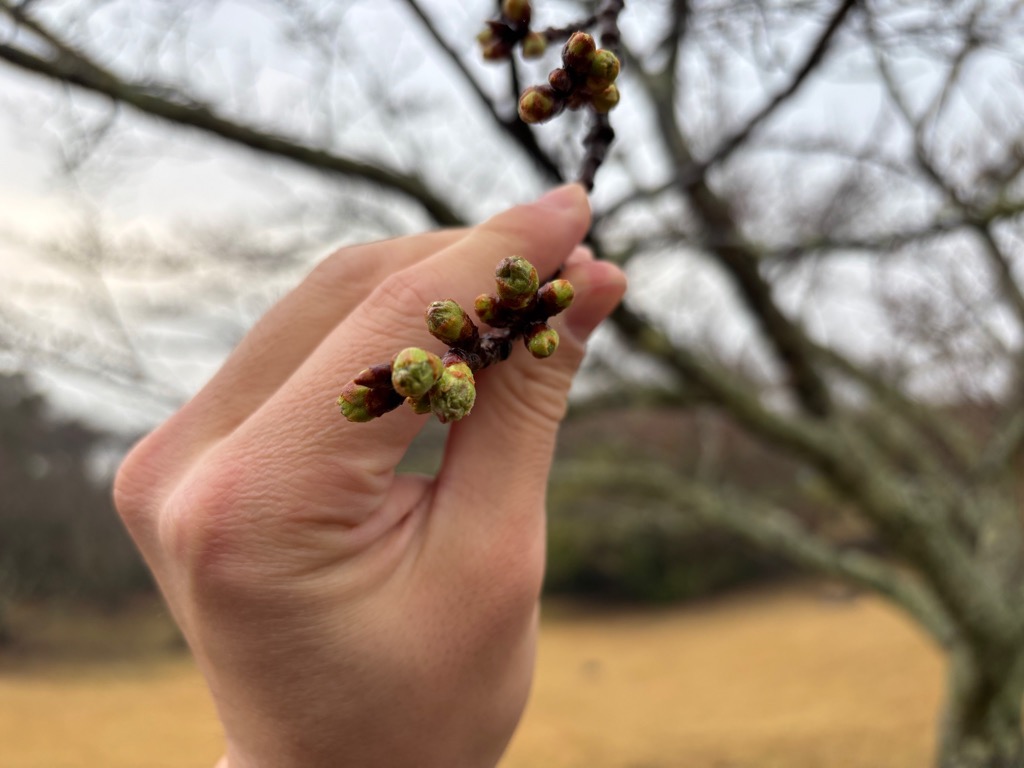 鏡山の桜（アップの写真）