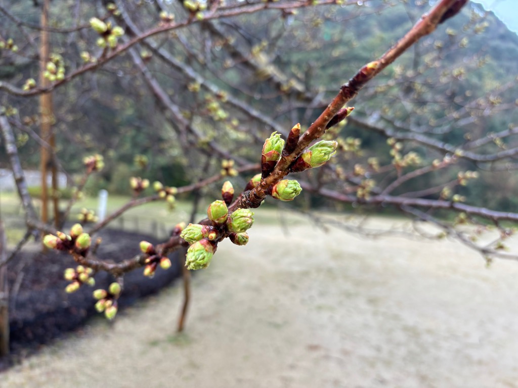 衣干山さくら公園の衣干百年桜（アップの写真）
