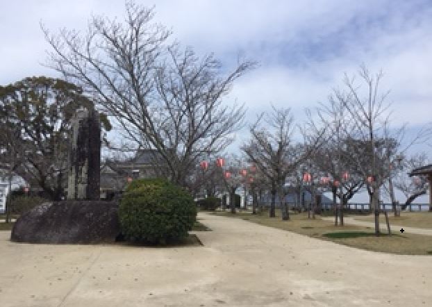 舞鶴海浜公園の桜の写真