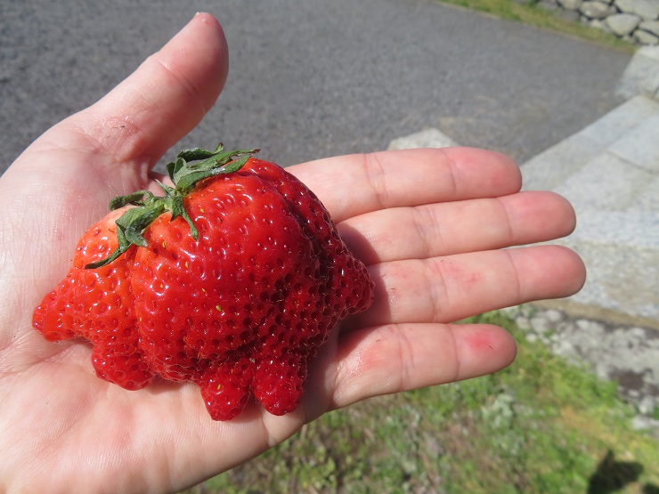 デカ！いちご