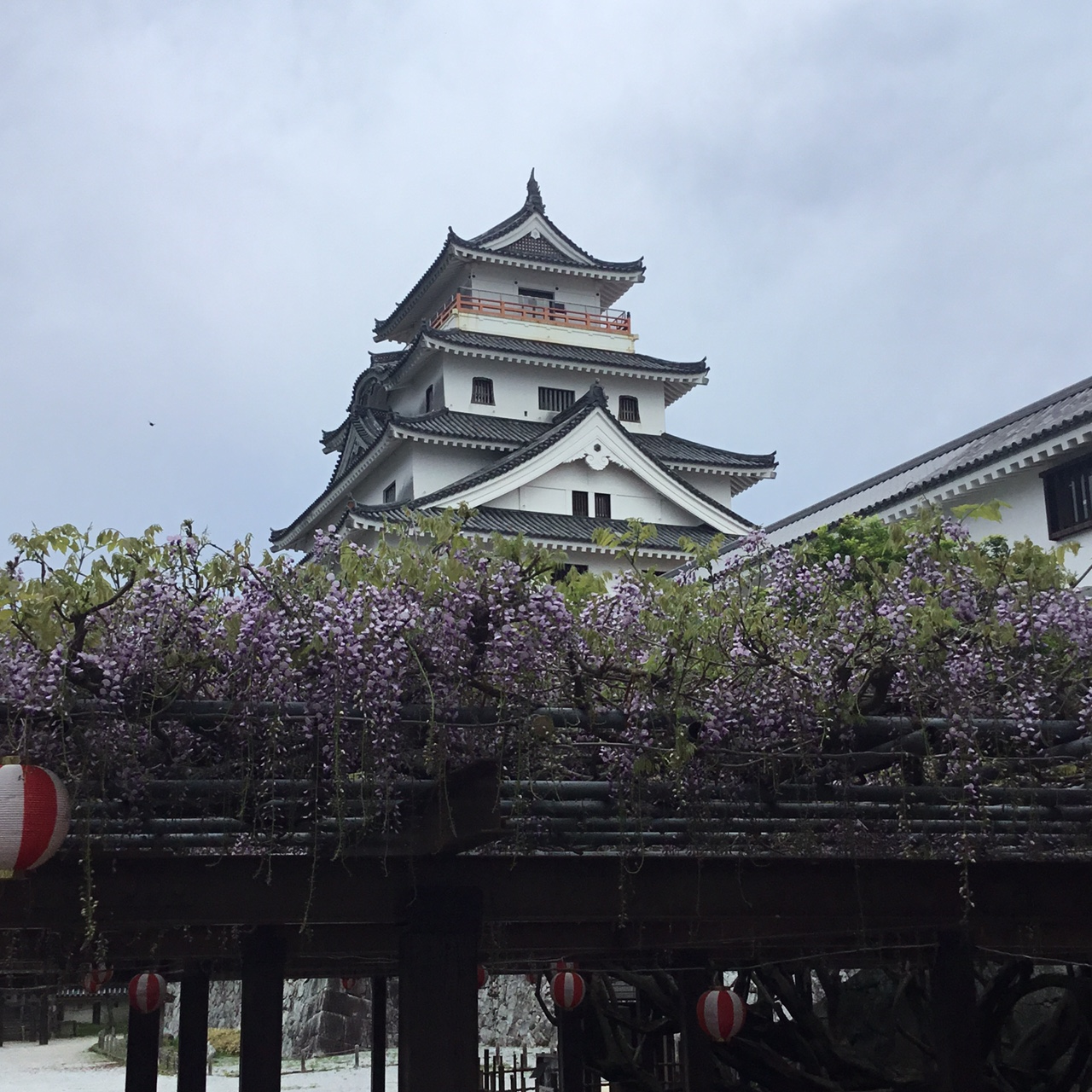 唐津城の藤（引きの写真）