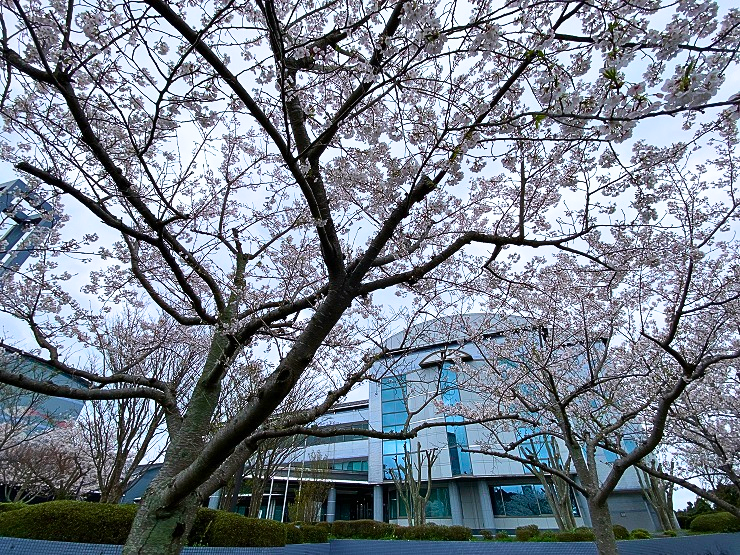 肥前市民センター桜