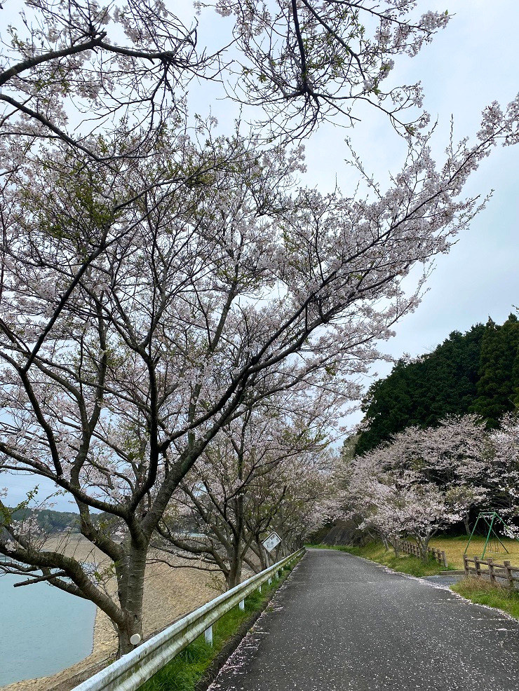ダムの満開の桜