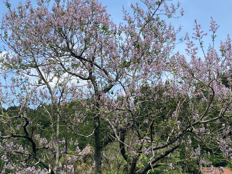 七山大屋敷付近の草木