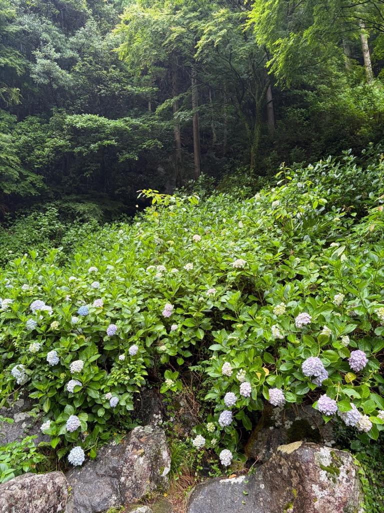 見帰りの滝あじさい2