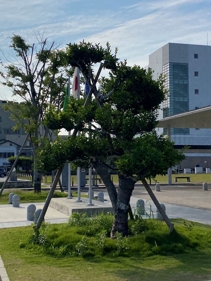 右近の橘、左近の桜画像