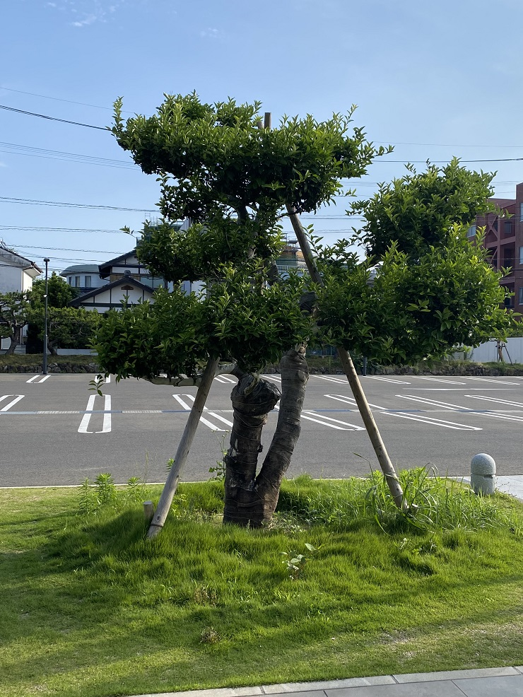 現在の右近の橘の画像