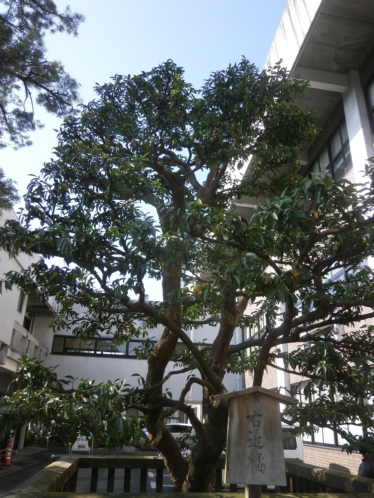 旧庁舎時の右近の橘