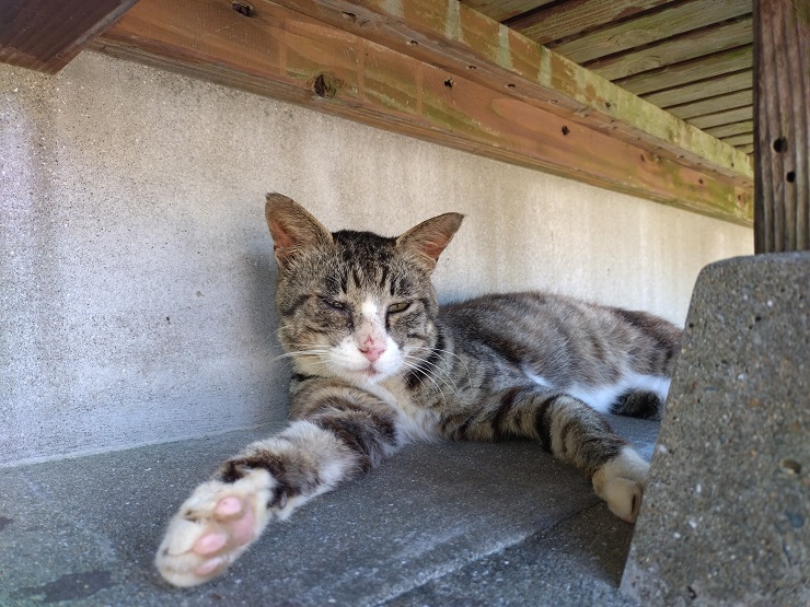 猫画像