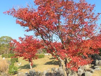 河畔公園の紅葉の画像