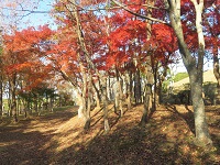 河畔公園の遊歩道の画像