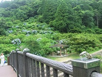 ほたる橋対岸のあじさい群の画像