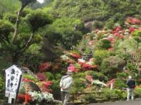 お花見を堪能の画像