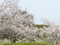 桜満開