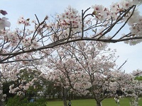 お花見や散歩