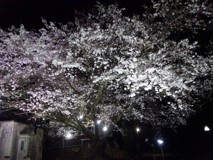 桜ライトアップの画像